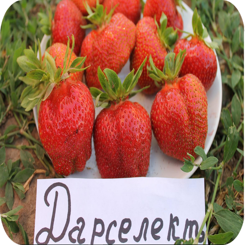 Клубника "Дарселект" Клубника "Дарселект"